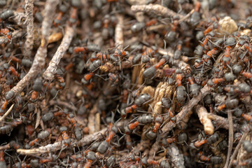 Ants are walking on anthill in the forest.