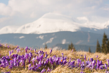 A spring landscape with blooming purple crocuses and snow-capped peaks on the blurred background