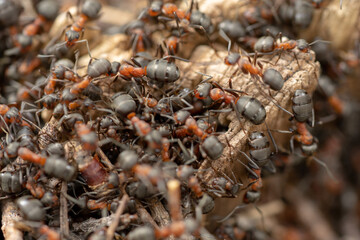 Ants are walking on anthill in the forest.
