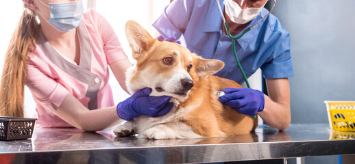 A team of veterinarians examines a sick Corgi dog using an stethoscope
