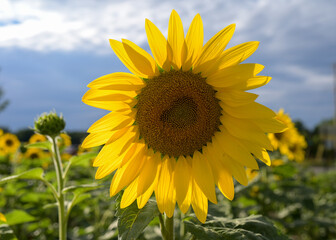 sunflowers in the field in summer