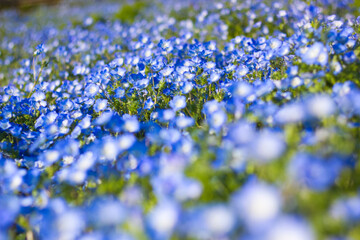 野原一面のネモフィラ
