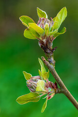 Apfelbaum knospen im Fr&uuml;hling