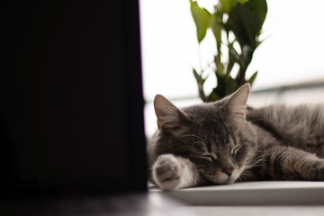 Grey cat slipping on the windowsill with a plant