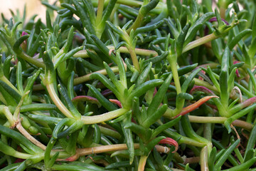 Pigface  Karkalla  Sea fig  Beach bananas (Carpobrotus rossii) edible plant