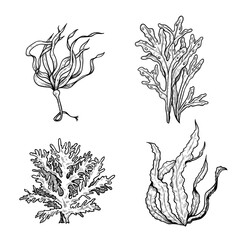 Hand drawn sketch style seaweeds set. Underwater black and white plants. Ink style drawings. Vector illustrations isolated on white background. © Sketch Master