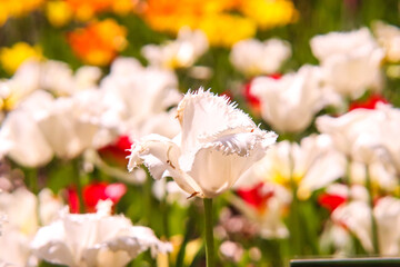 チューリップ 春 白い 純白 花畑 黄色 パステル ハネムーン 花びら ガーデン 美しい