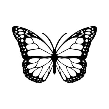 vector black and white butterfly silhouette