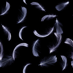 Obraz premium Feather black. White pastel angel feather closeup texture falling on black background for seamless pattern wallpaper. Abstract. Light blue color trends and vintage.