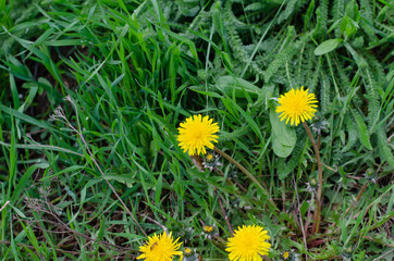 Yellow flowers in the grass. Dandelions. Spring flowers. Dew drops on the grass.