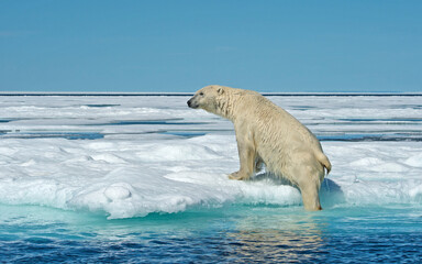 Plakat polar bear coming out of the water