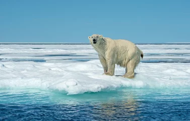 Fotobehang ijsbeer aan de rand van de stroom © Nina