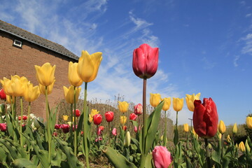 a beautiful colourful garden with red and yellow tulips at a sunny day in holland with a blue sky