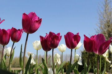a row beautiful purple tulips and white tulips and a blue sky in the background in a flower garden in holland in springtime