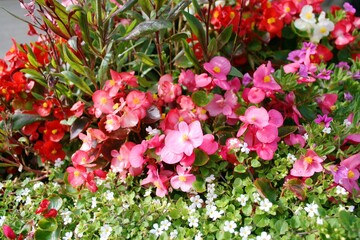 pink and white flowers