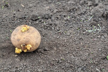 Potatoes with sprouts on the ground. Planting potatoes in spring in a farm field. Sprouted potatoes in basket on the eve of spring, letting sprout, close up.