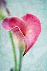 Calla pink