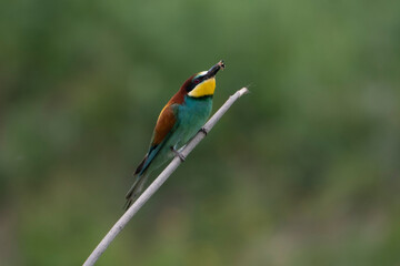 Bee-eater catching a wasp