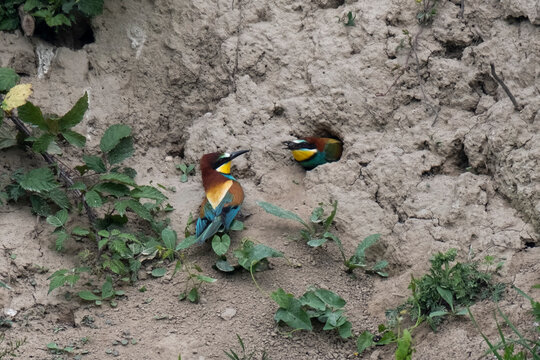 A couple of bee-eater in the nest digget int the clay