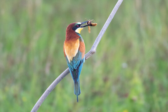 Bee-eater with a wasp