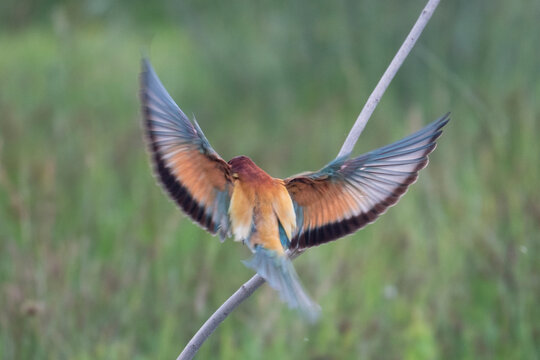 A wingspan of a bee-eater