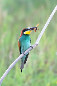 Bee-eater with a wasp
