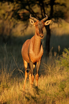 Rare tsessebe antelope (Damaliscus lunatus) in natural habitat, South Africa.