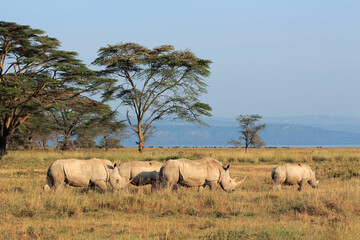 Fototapeta premium White rhinoceros (Ceratotherium simum) in open grassland, Lake Nakuru National Park, Kenya.