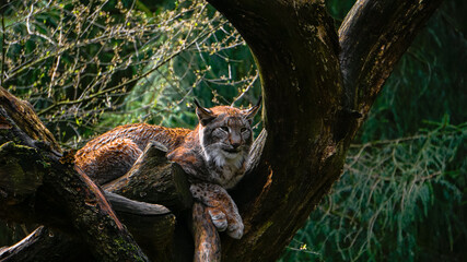 The Lynx