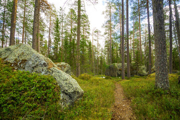 rocks in the forest. forest path. Walking on a summer trail