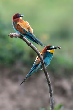 a couple of bee-eater on a brench