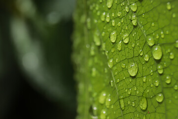 The drops of water on the leaves after the rain. Macro of drops water. 