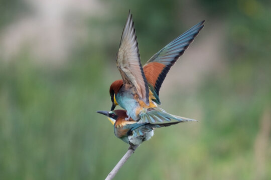 Coupling bee-eaters