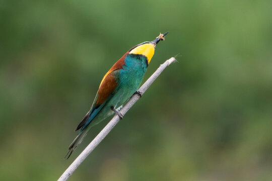 Bee-eater catching a prey