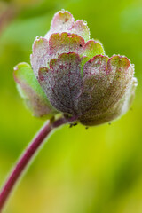 Blätter einer Akelei,Tautropfen,Natur im Detail