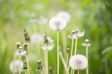 A group of overblown dandelions into the grass on the blurred background