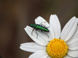 Fiori selvatici