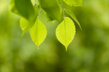 bright green leaves with raindrops on a blurred background