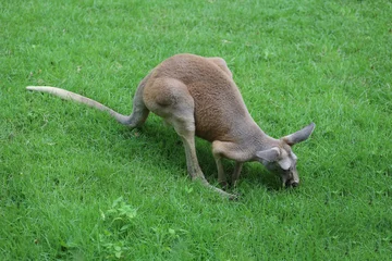 Foto op Plexiglas The kangaroo is stay and eat grass in garden © pumppump