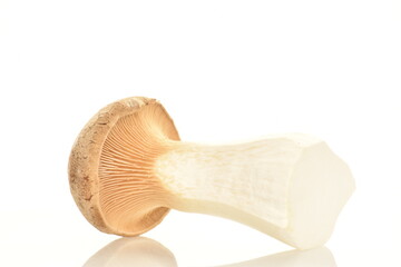 One organic Pleurotus eryngii mushroom, close-up, isolated on white.