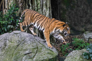 Close up bengal tiger is beautiful animal and dangerous in forest