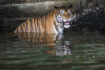 Close up bengal tiger is beautiful animal and dangerous in water at forest