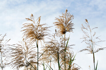 White Tall Reeds Grass Flower