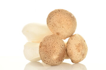 Fototapeta na wymiar Three organic Pleurotus eryngii mushrooms, close-up, isolated on white.