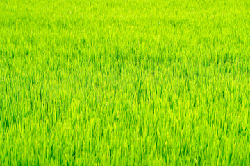 green paddy field