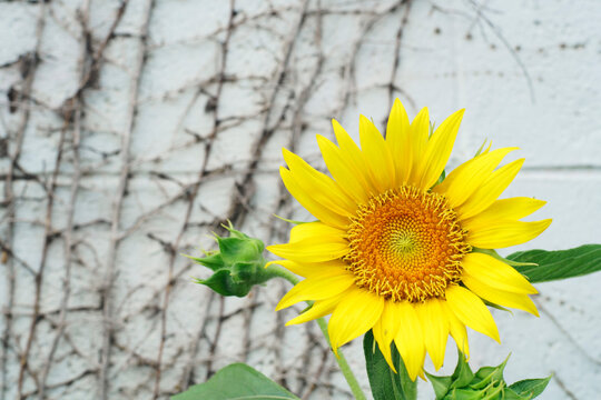 sunflower with grunge wall