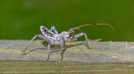 Juvenile Wheel bug (Arilus christantus), a species of assassin bug. Long beak-like mouth parts...