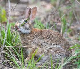 Naklejka na ściany i meble Wild Florida cottontail rabbit (Sylvilagus floridanus) with cleft palate and very bad teeth, eating grasses, teeth poking through cleft; cute, funny and adorable, animated expression 