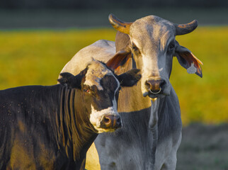 The Brahman (Bos taurus indicus) is an American breed of zebuine-taurine hybrid beef cattle....