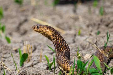 snake in the grass